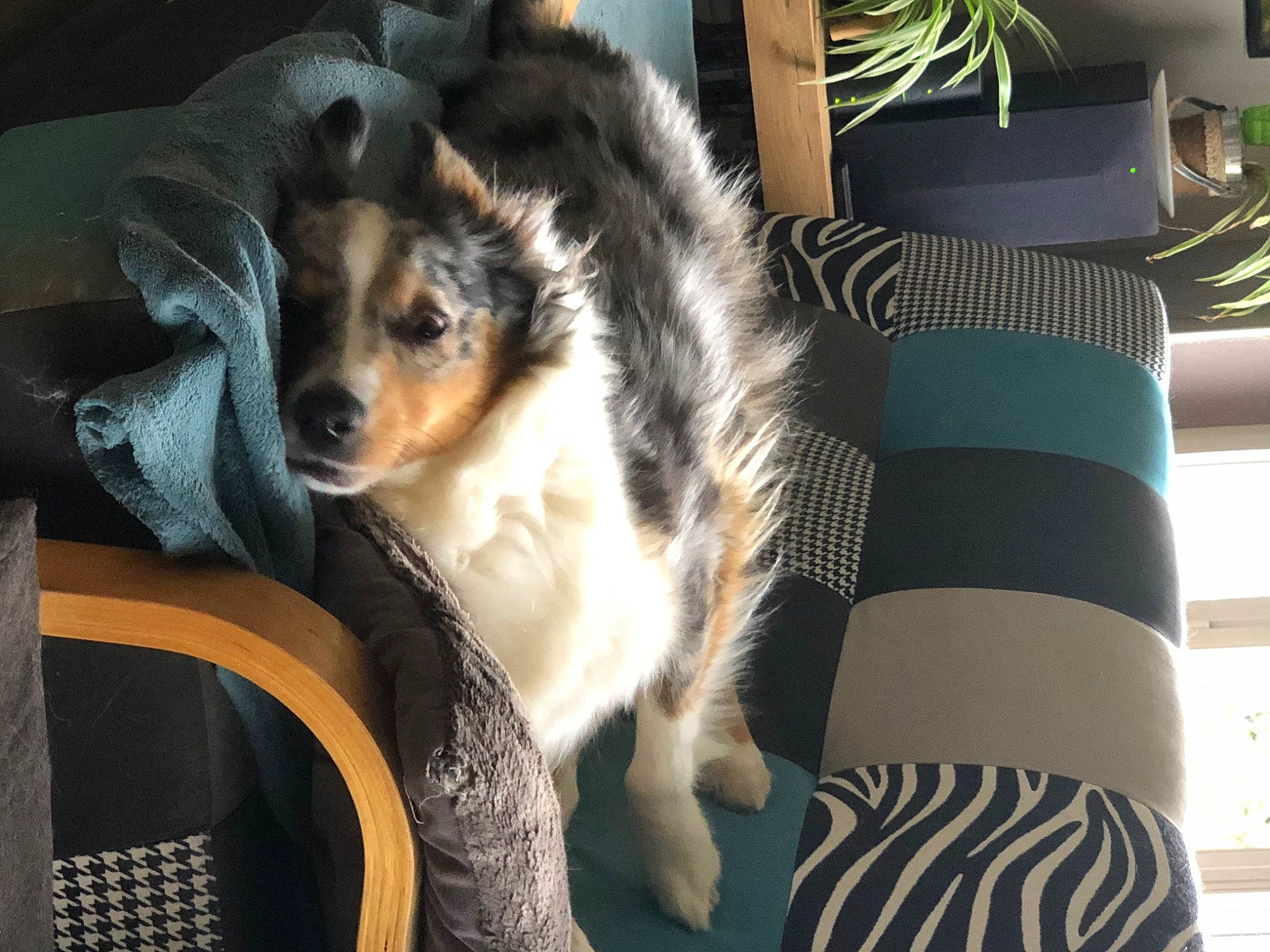 Sam a rejoint le concours — aidez-le/la à gagner de superbes lots ! carnivore, comfort, companion_dog, dog, dog_breed, dog_supply, fawn, felidae, flowerpot, fur, houseplant, pattern, plant, room, snout, sporting_group, terrestrial_animal, toy_dog, whiskers, working_dog