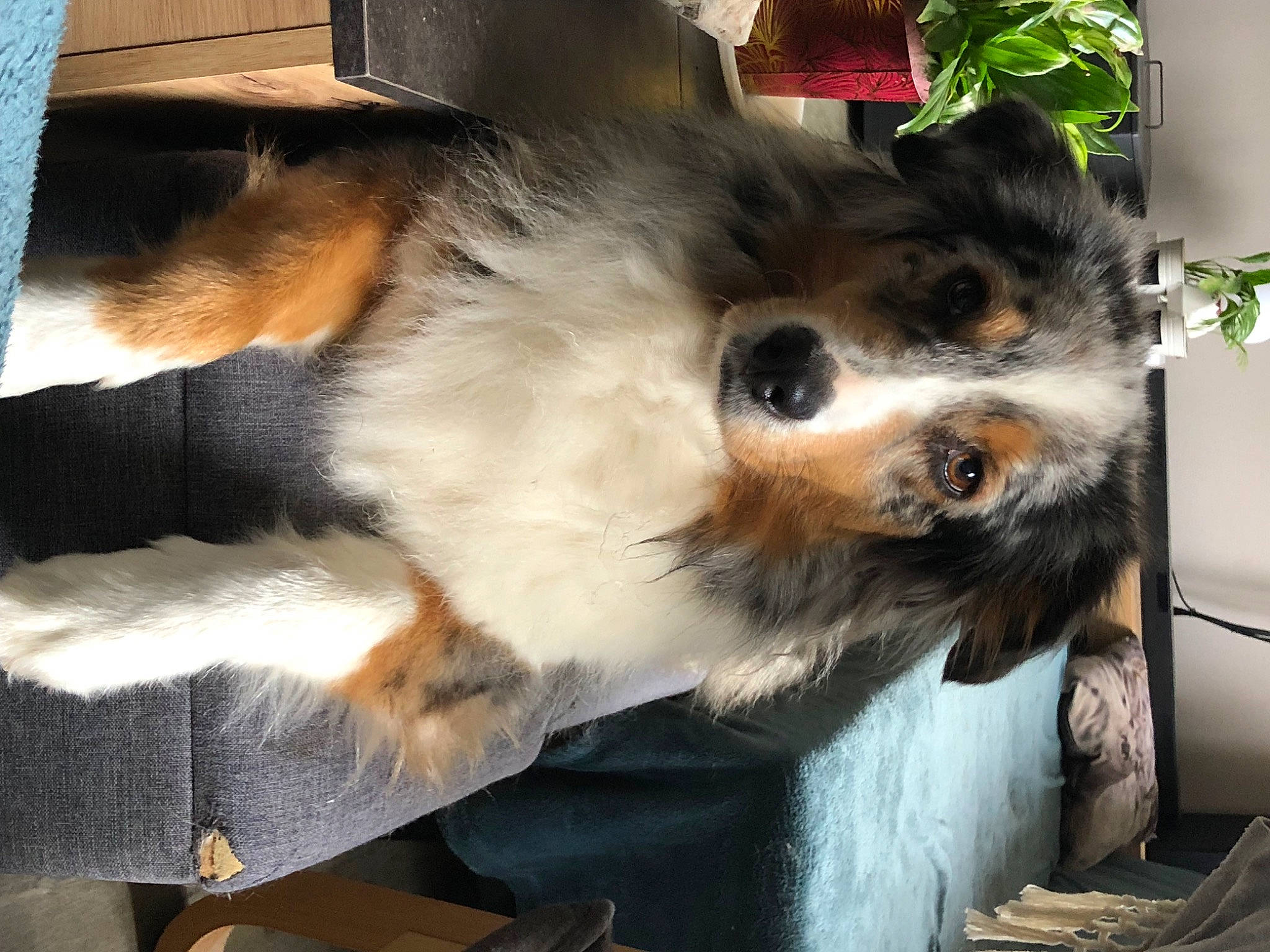 Sam a rejoint le concours — aidez-le/la à gagner de superbes lots ! canidae, carnivore, claw, companion_dog, dog, dog_breed, felidae, flooring, fur, herding_dog, paw, plant, scotch_collie, small_to_medium_sized_cats, snout, sporting_group, tail, terrestrial_animal, whiskers, working_dog