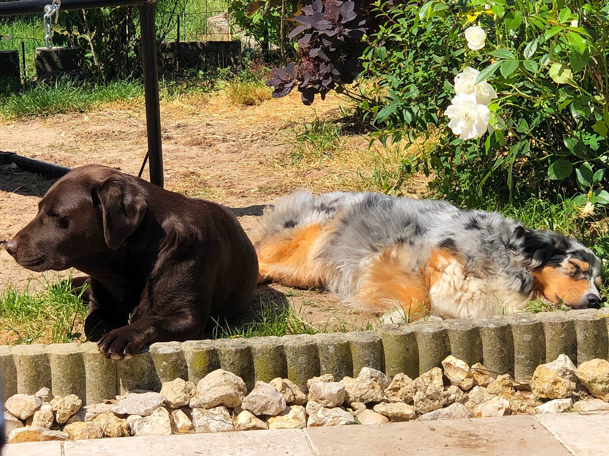 Malika participe au concours pour gagner de l'argent avec cette photo : canidae, carnivore, dog, dog_breed, elephant, elephants_and_mammoths, fawn, flower, grass, heat, landscape, plant, rock, shade, snout, soil, sporting_group, terrestrial_animal, wildlife, working_animal