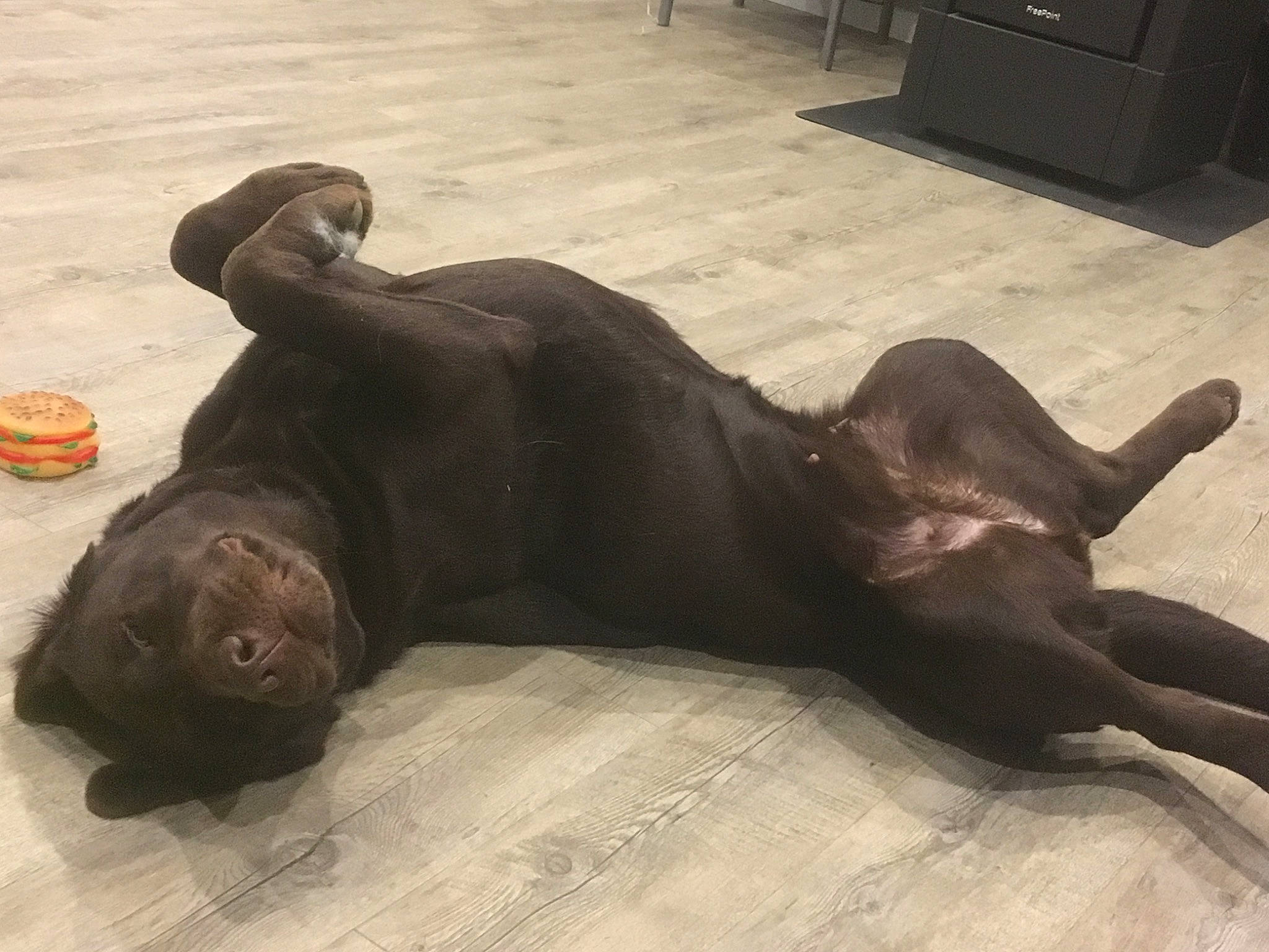 Malika a rejoint le concours — aidez-le/la à gagner de superbes lots ! carnivore, chest_of_drawers, comfort, companion_dog, dog, dog_breed, drawer, fawn, floor, flooring, grey, hardwood, liver, sculpture, snout, sporting_group, tail, terrestrial_animal, wood, working_animal