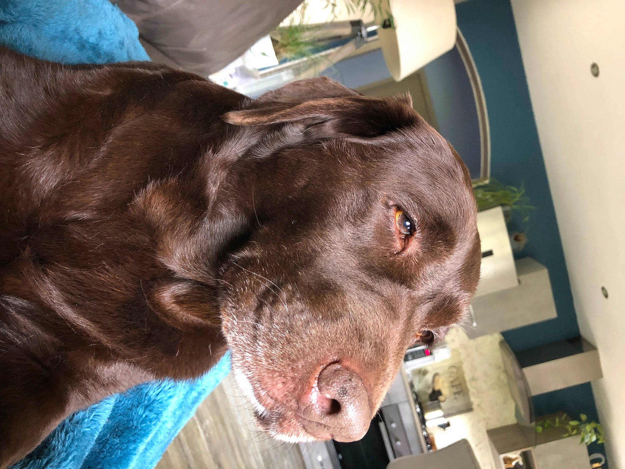 Malika participe au concours pour gagner de l'argent avec cette photo : borador, canidae, carnivore, collar, companion_dog, dog, dog_breed, dog_collar, ear, fawn, fur, gun_dog, jaw, liver, pointing_breed, retriever, snout, sporting_group, whiskers, working_animal