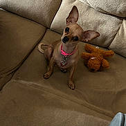 Sassy joined the competition — help win amazing prizes! dog, small_dog, chihuahua, pet, indoor, couch, plush_toy, beige, fur, ears, collar, toy, cute, animal, domestic_animal, sitting, looking, brown, living_room, cozy