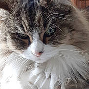 Chouchou participe au concours pour gagner de l'argent avec cette photo : animal, cat, close_up, cute, domestic_cat, eyes, face, feline, fluffy, fur, indoor, long_hair, mammal, pet, portrait, relaxing, resting, tabby, whiskers, white_paws