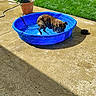 dog, pet, animal, kiddie_pool, water, splashing, outdoor, backyard, garden, lawn, patio, sunlight, summer, blue_pool, wet_fur, playful, potted_plant, garden_hose, concrete, shadow