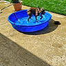 Archie is registered to the contest to win money with this photo: dog, wet_dog, kiddie_pool, water, splashing, backyard, patio, garden, lawn, potted_plant, sunlight, outdoor, summer, playful, small_dog, animal, pet, blue_pool, concrete, shadow