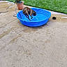 Archie is registered to the contest to win money with this photo: dog, pet, animal, kiddie_pool, water, backyard, patio, garden, grass, plants, potted_plant, hose, outdoor, summer, blue_pool, wet, standing, playful, home, landscape