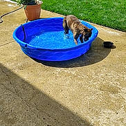 Archie is registered to the contest to win money with this photo: dog, pet, animal, kiddie_pool, water, swimming, backyard, patio, garden, lawn, sunlight, outdoor, summer, blue_pool, wet, splashing, landscape, potted_plant, concrete, playful