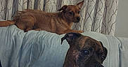 Archie is registered to the contest to win money with this photo: dog, dogs, brindle, brown_dog, large_dog, small_dog, couch, sofa, indoors, living_room, curtain, patterned_curtain, sitting, lying_down, resting, pet, animal, portrait, funny_expression, home