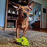 Max joined the competition — help win amazing prizes! dog, pet, brown_dog, large_ears, pointy_ears, animal, canine, portrait, indoor, living_room, carpet, rug, dog_toy, green_toy, playful, standing, front_view, wooden_cabinet, home_decor, photography