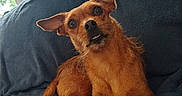 Max is registered to the contest to win money with this photo: animal, blanket, brown_dog, couch, cozy, curtains, daylight, dog, floppy_ear, funny_expression, indoors, long_tail, open_mouth, pet, pointy_ears, portrait, scruffy_dog, sitting, small_dog, window