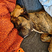 Max is registered to the contest to win money with this photo: dogs, puppy, adult_dog, brindle, sleeping, snuggling, couch, blanket, orange_blanket, chew_toy, pet, canine, indoors, cozy, nap, resting, close_up, portrait, brindle_coat, companionship
