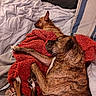 Max is registered to the contest to win money with this photo: dogs, brindle_dogs, puppies, sleeping, cuddling, pet, bed, bedroom, blanket, red_blanket, pillows, cozy, relaxed, resting, lying_down, furry, brown_dog, animal, indoor, cuddle_pile