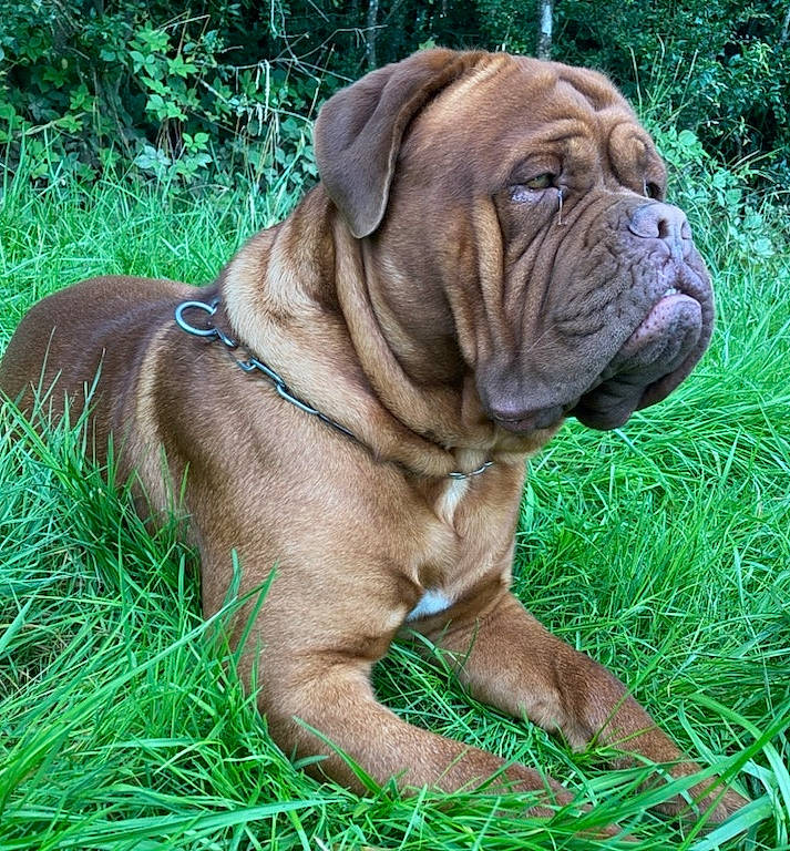Rudy