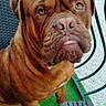 dog, bulldog, brown_dog, wrinkles, portrait, sitting, outdoor, patio, green_mat, chair, furniture, closeup, tongue, droopy_face, short_muzzle, pet, canine, brown_fur, metal_railing, funny_expression