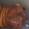 dog, puppy, sleeping, brown_dog, wrinkles, tongue, closed_eyes, snout, pet, animal, cute, resting, lying_down, blanket, bed, indoors, close_up, portrait, relaxed, cozy