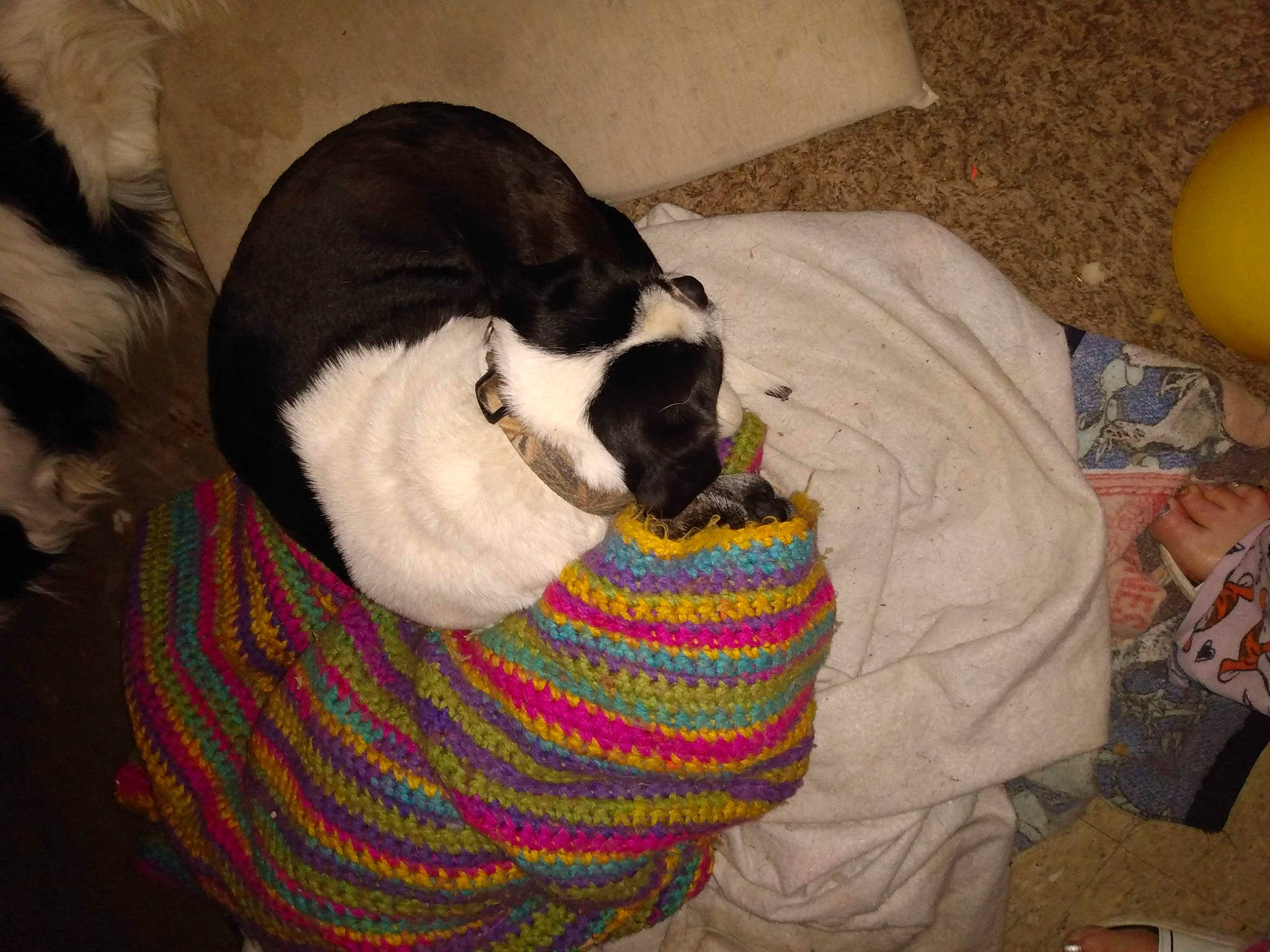 Rufus is registered to the contest to win money with this photo: carnivore, cat, cat_bed, citrus, comfort, creative_arts, felidae, fruit, fur, grapefruit, knitting, nap, orange, pet_supply, small_to_medium_sized_cats, terrestrial_animal, thread, wool, woolen, woven_fabric