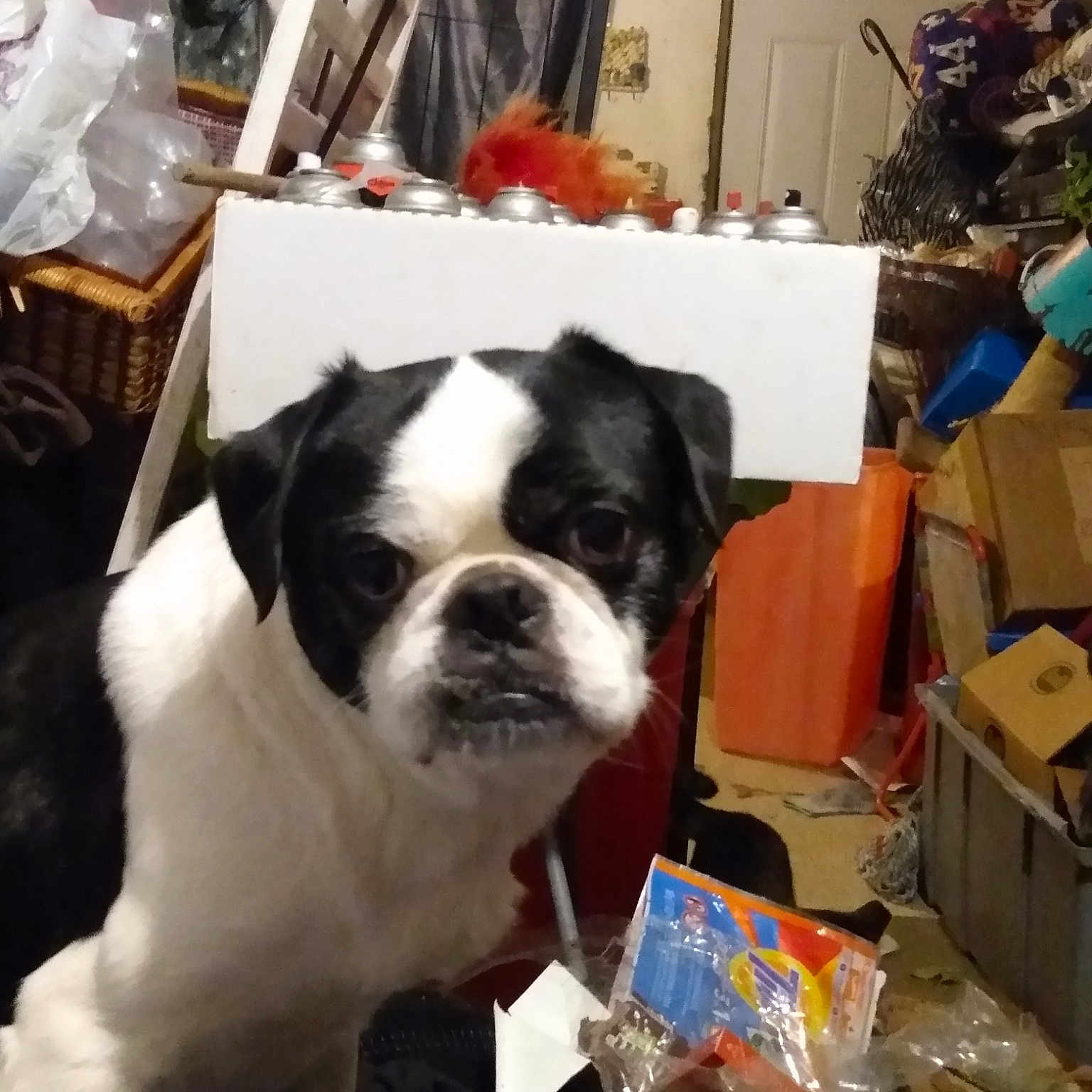 Rufus