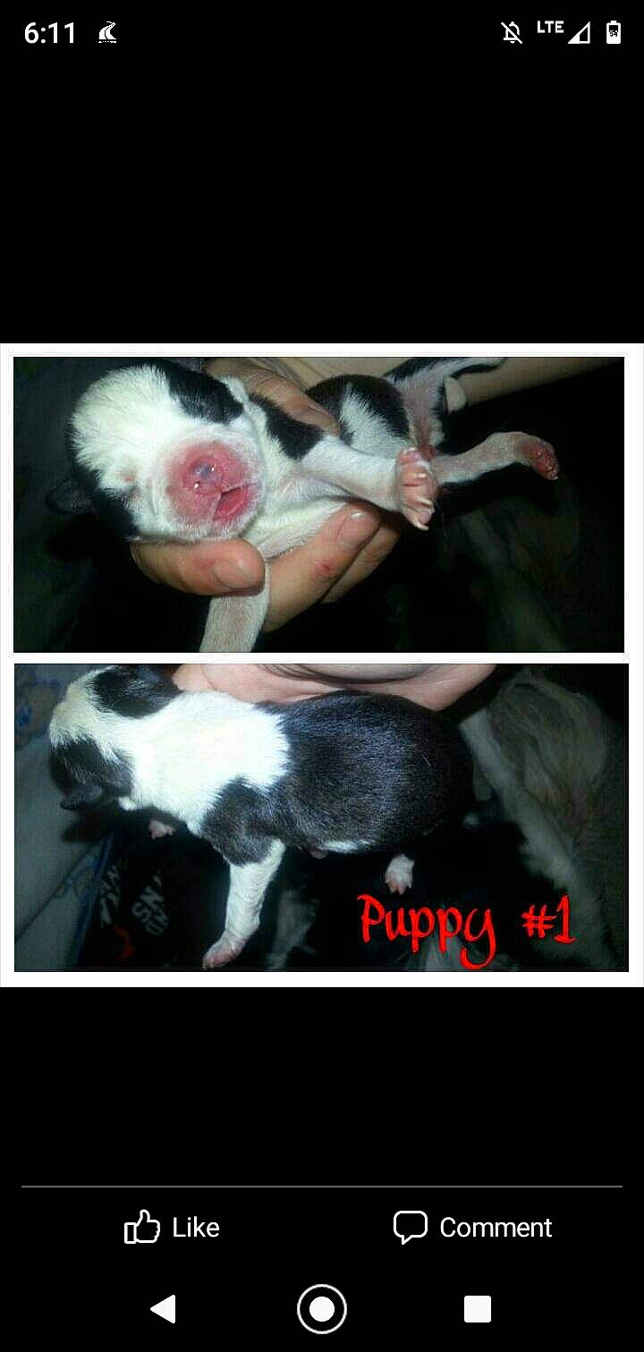 Rufus is registered to the contest to win money with this photo: canidae, carnivore, companion_dog, dog, dog_breed, liver, non_sporting_group, organism, photo_caption, snout, sporting_group, tail, working_animal, working_dog