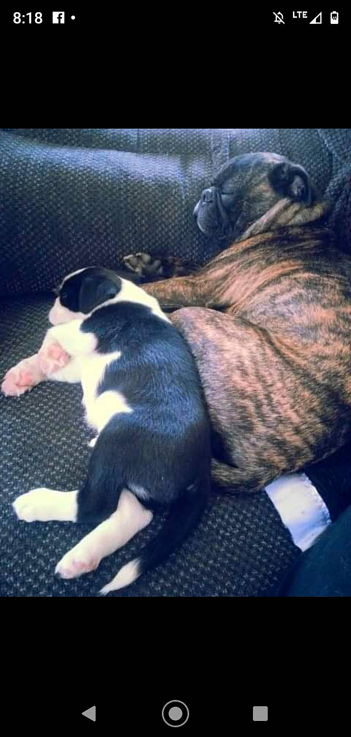 Rufus is registered to the contest to win money with this photo: canidae, carnivore, comfort, companion_dog, dog, dog_breed, foot, nap, non_sporting_group, paw, puppy, sleep, snout, sporting_group, tail, terrestrial_animal, vertebrate, working_animal, working_dog