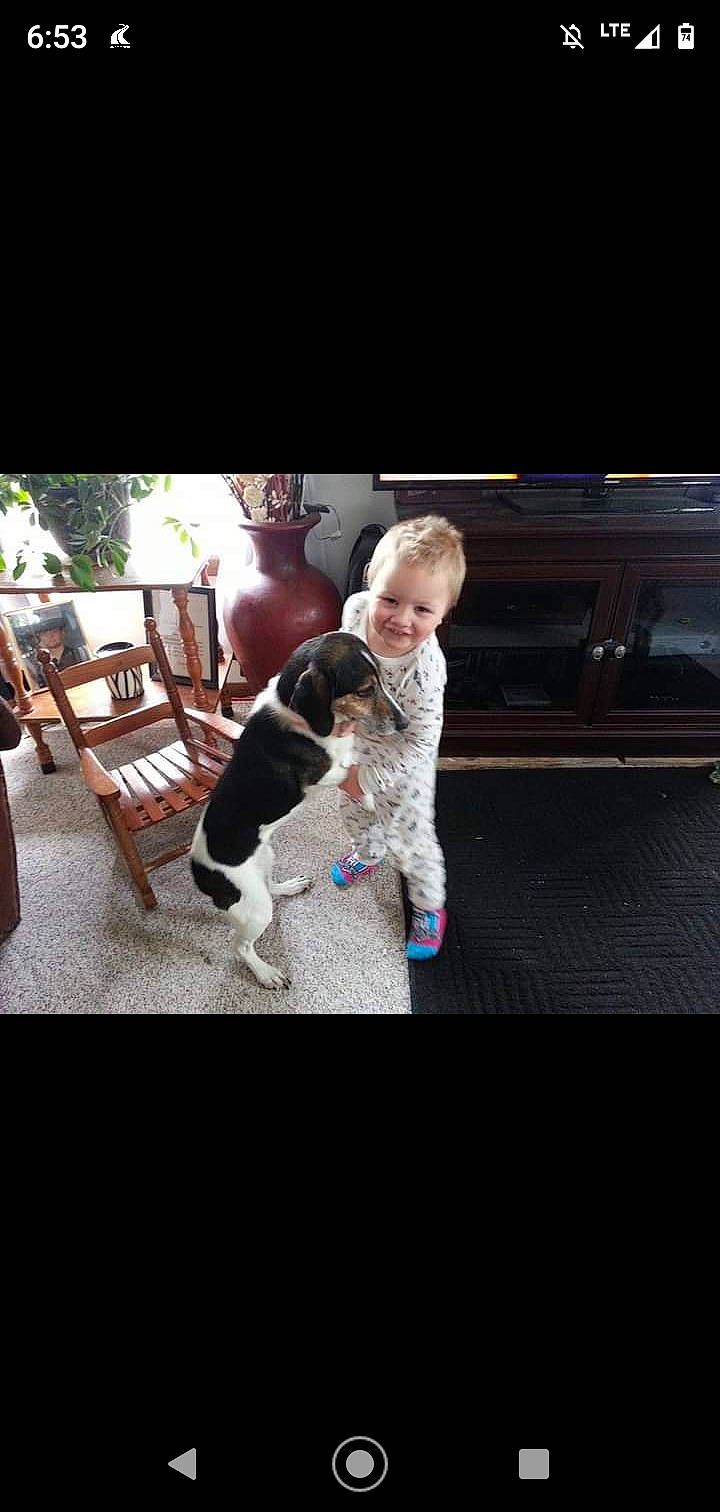 Sadie Mae is registered to the contest to win money with this photo: baby, canidae, carnivore, companion_dog, dog, dog_breed, fur, living_room, non_sporting_group, sporting_group, toy_dog, working_dog