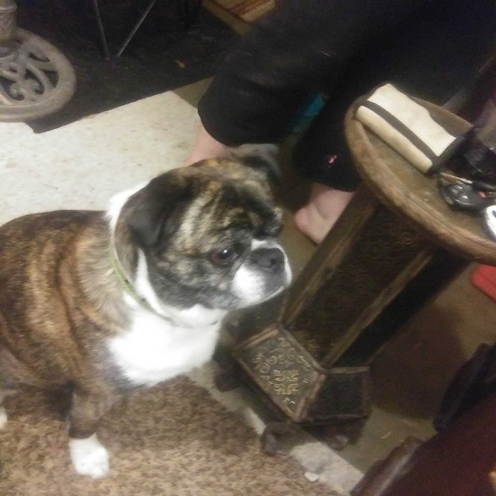 Jackson joined the competition — help win amazing prizes! alloy_wheel, auto_part, automotive_tire, automotive_wheel_system, canidae, carnivore, companion_dog, dog, dog_breed, fawn, fender, hubcap, mammal, pug, puppy, rim, snout, synthetic_rubber, tread, working_animal