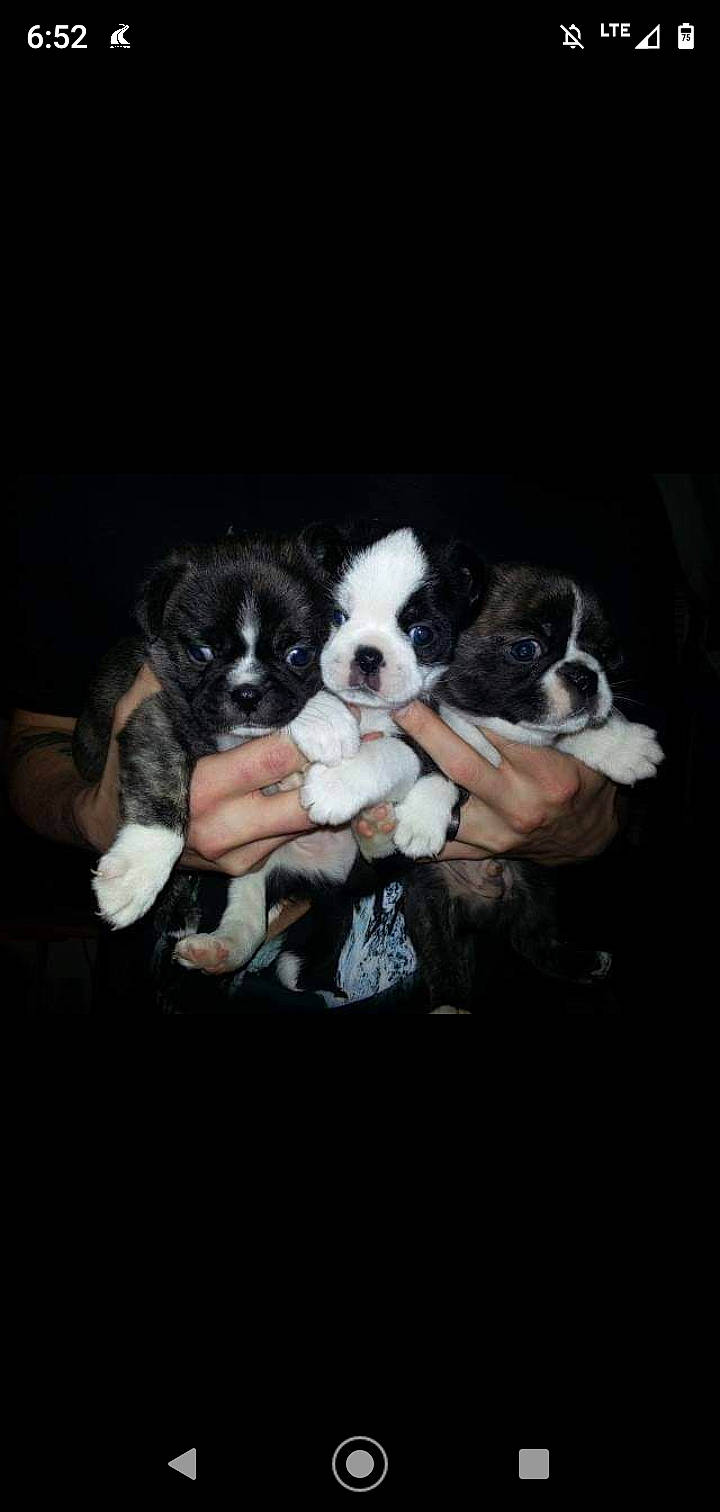 Jackson is registered to the contest to win money with this photo: black, boston_terrier, canidae, carnivore, companion_dog, dog, dog_breed, non_sporting_group, puppy, puppy_love, snout, toy_dog, vertebrate, working_animal, working_dog