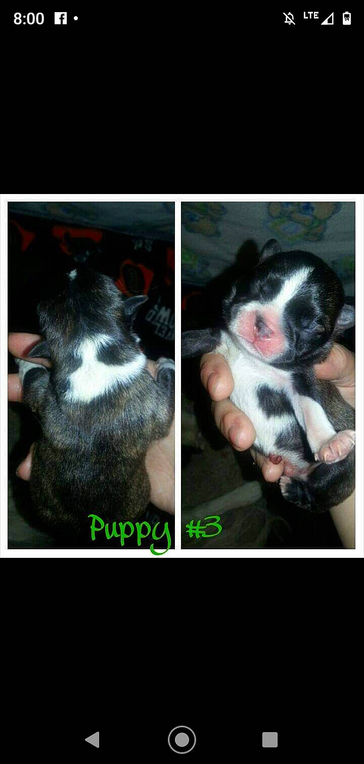 Jackson is registered to the contest to win money with this photo: carnivore, dog_breed, fur, non_sporting_group, organism, puppy, skin, snout, terrestrial_animal, working_animal, working_dog