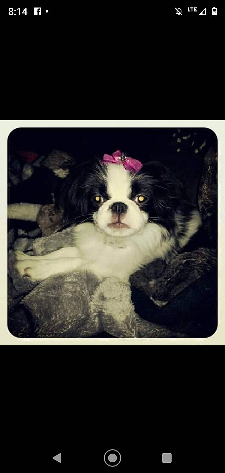 Alice joined the competition — help win amazing prizes! canidae, carnivore, cavalier_king_charles_spaniel, companion_dog, dog, dog_breed, fur, iris, king_charles_spaniel, liver, mammal, puppy, rare_breed_dog, snout, spaniel, sporting_group, toy_dog, working_animal, working_dog