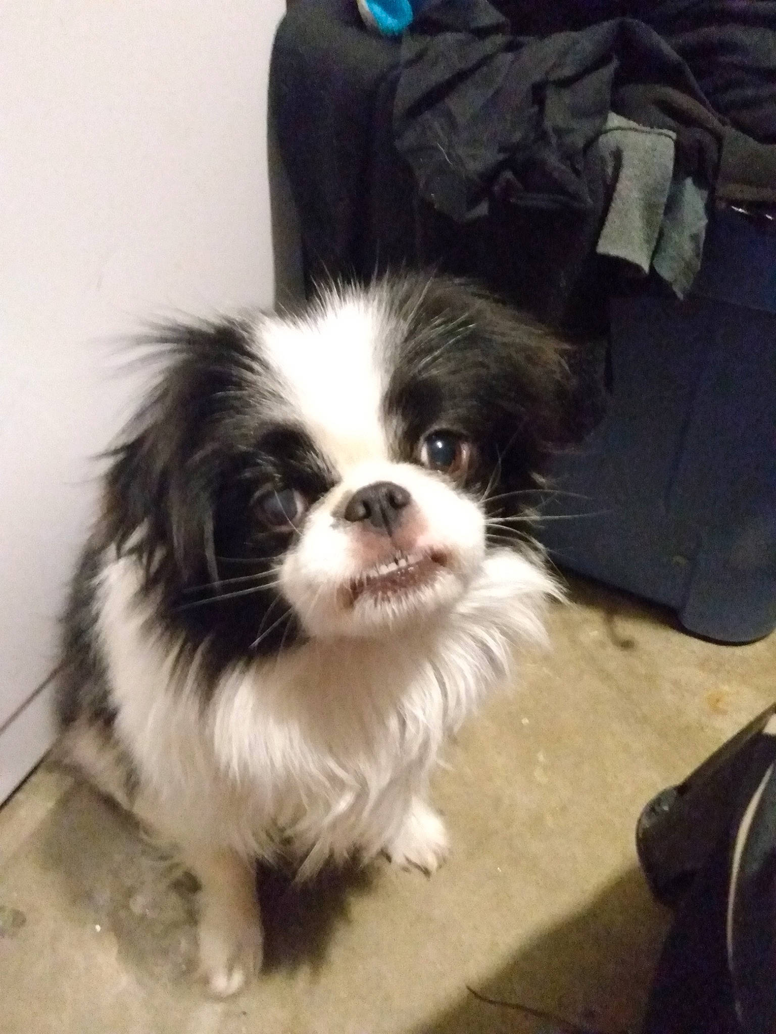 Alice is registered to the contest to win money with this photo: canidae, carnivore, chinese_imperial_dog, companion_dog, dog, dog_breed, japanese_chin, mammal, phalene, puppy, rare_breed_dog, shih_tzu, snout, sporting_group, toy_dog, vertebrate