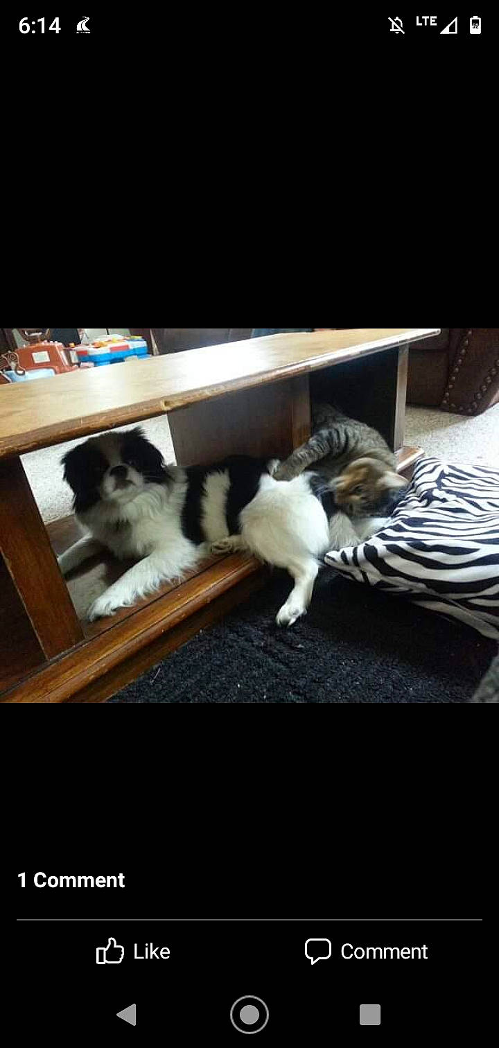 Alice joined the competition — help win amazing prizes! carnivore, companion_dog, dog, dog_breed, fur, linens, mammal, pet_supply, small_to_medium_sized_cats, tail, wood_stain, working_animal, working_dog