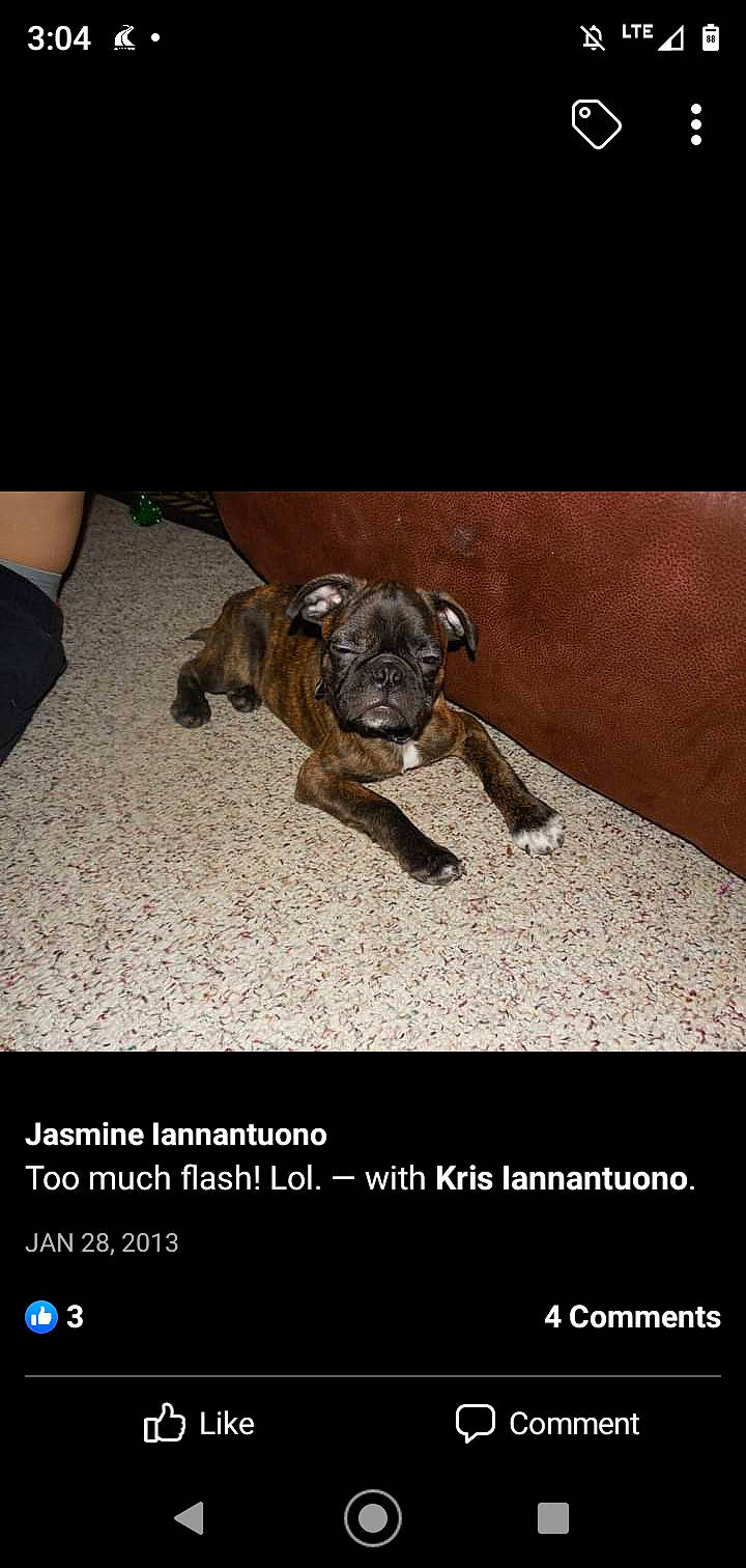 Bruno joined the competition — help win amazing prizes! boxer, canidae, carnivore, companion_dog, dog, dog_breed, dog_supply, fawn, liver, molosser, non_sporting_group, old_english_bulldog, paw, pet_supply, photo_caption, snout, sporting_group, working_animal, working_dog, wrinkle