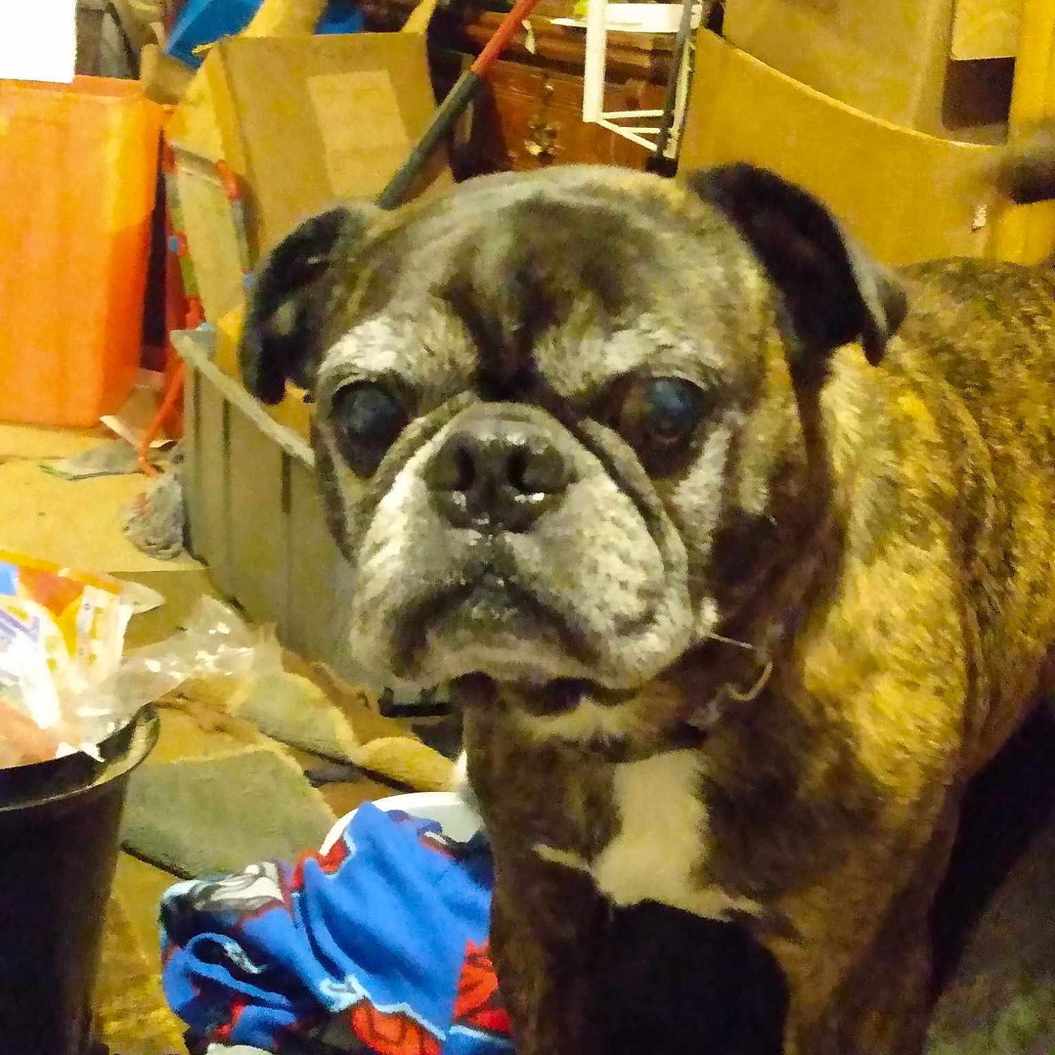 Bruno