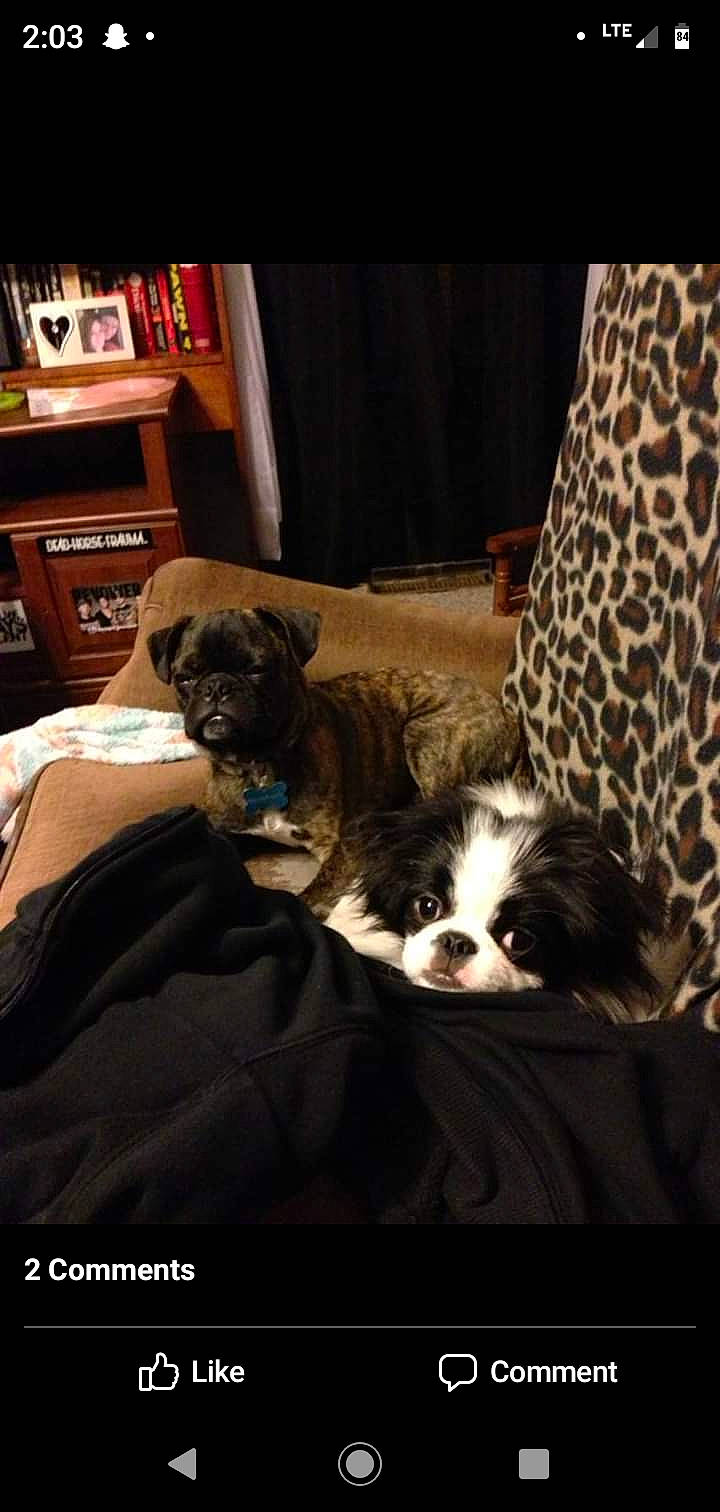 Bruno joined the competition — help win amazing prizes! bookcase, box, carnivore, chest_of_drawers, comfort, companion_dog, dog, dog_breed, drawer, fawn, hardwood, home, mammal, puppy, shelf, shelving, snout, vertebrate, wood, working_animal