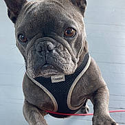 Crew is registered to the contest to win money with this photo: dog, french_bulldog, pet, animal, close_up, ears, paws, harness, brown_eyes, indoor, floor, canine, cute, companion, looking_up, person, knees, domestic_animal, friendly, attention_seeking