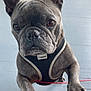 dog, french_bulldog, pet, animal, close_up, ears, paws, harness, brown_eyes, indoor, floor, canine, cute, companion, looking_up, person, knees, domestic_animal, friendly, attention_seeking