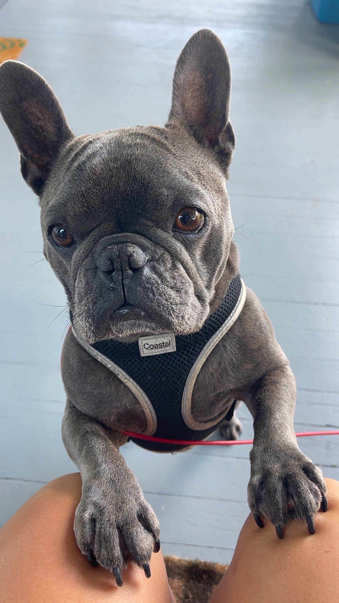 Crew is registered to the contest to win money with this photo: dog, french_bulldog, pet, animal, close_up, ears, paws, harness, brown_eyes, indoor, floor, canine, cute, companion, looking_up, person, knees, domestic_animal, friendly, attention_seeking