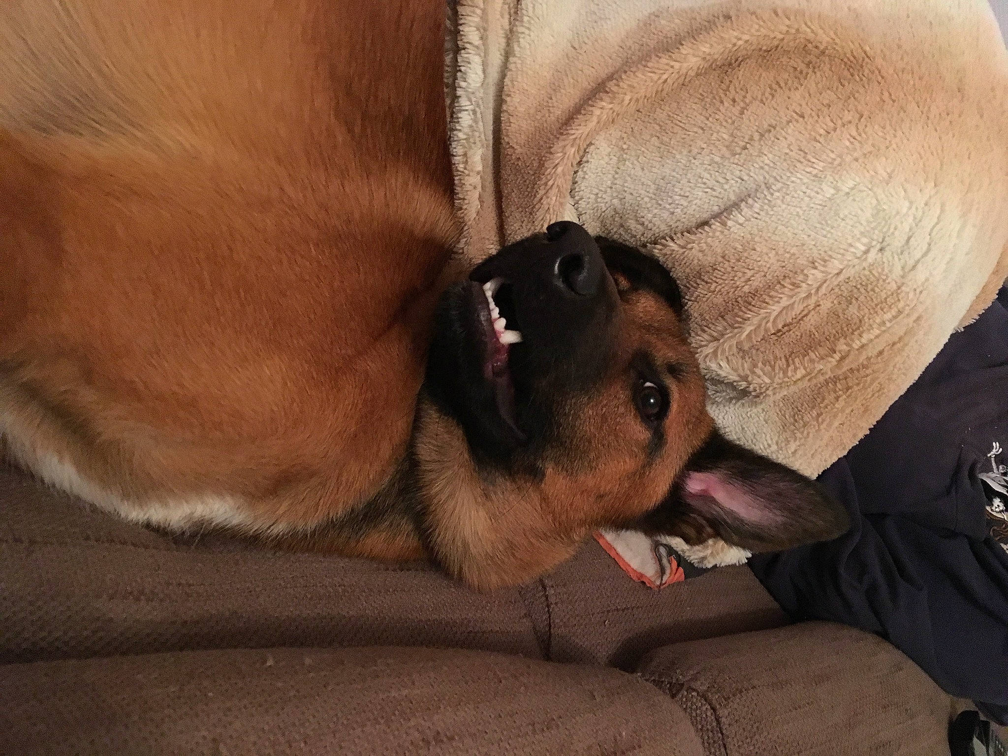 Trooper participe au concours pour gagner de l'argent avec cette photo : canidae, carnivore, comfort, companion_dog, couch, dog, dog_bed, dog_breed, dog_supply, ear, fawn, fur, liver, paw, snout, sporting_group, terrestrial_animal, toy_dog, whiskers, working_animal