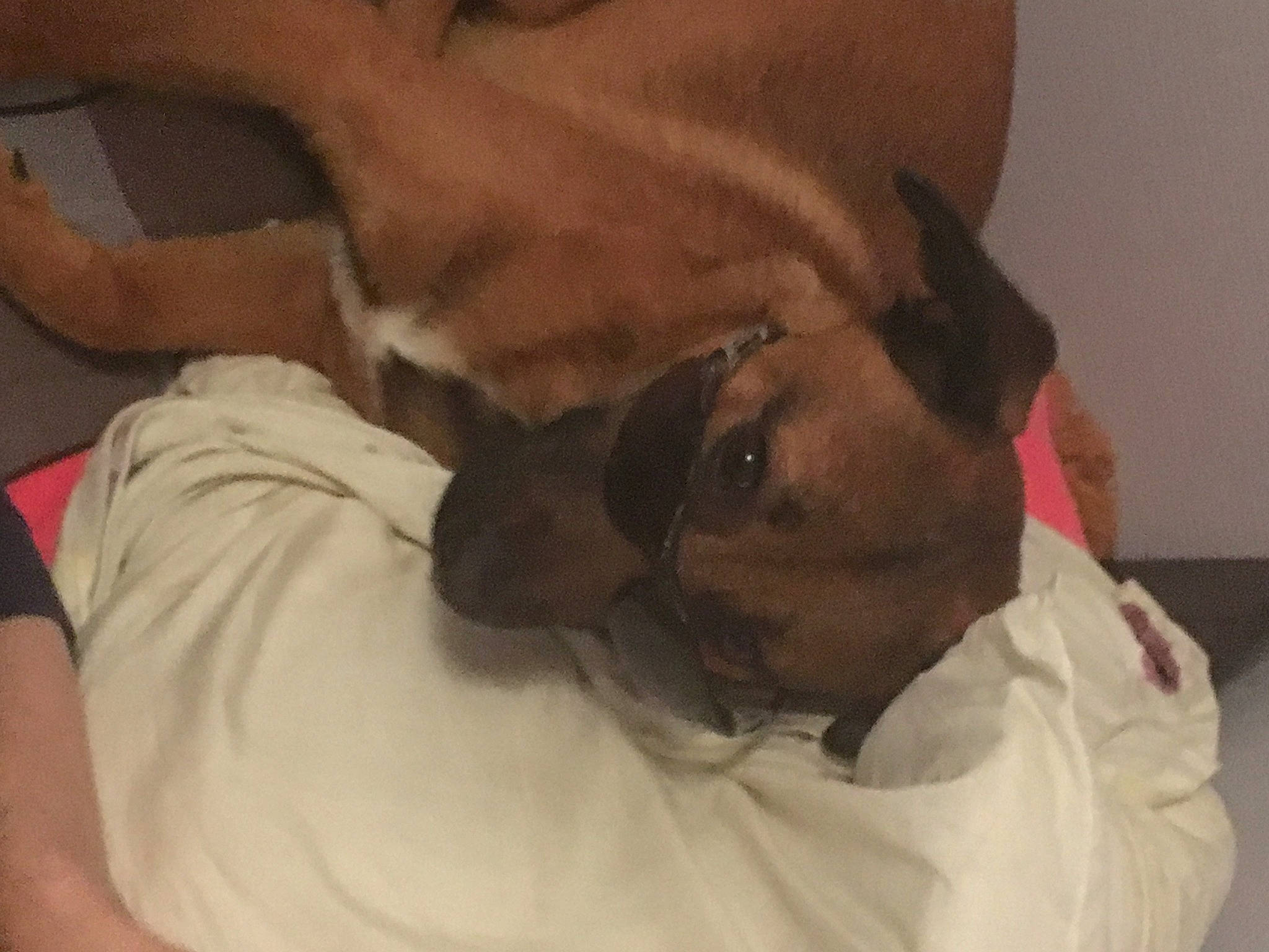 Trooper a rejoint le concours — aidez-le/la à gagner de superbes lots ! beard, canidae, carnivore, comfort, companion_dog, dog, dog_breed, ear, fawn, felidae, fur, gesture, jaw, kiss, small_to_medium_sized_cats, snout, sporting_group, toy_dog, whiskers, working_animal