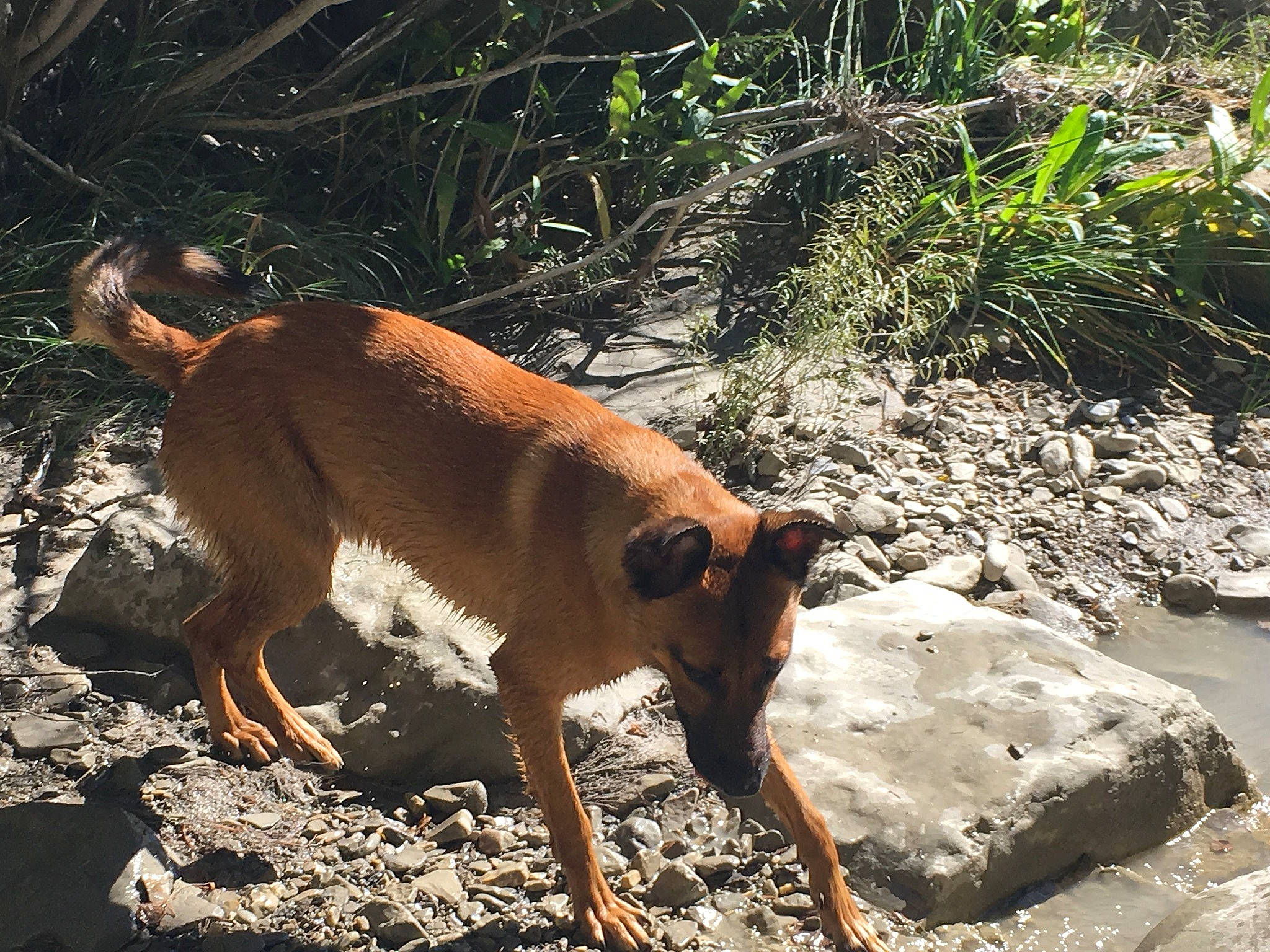 Trooper participe au concours pour gagner de l'argent avec cette photo : canidae, carnivore, companion_dog, dog, dog_breed, fawn, jungle, landscape, liver, plant, rock, snout, soil, sporting_group, street_dog, tail, terrestrial_animal, walking, wildlife, working_animal