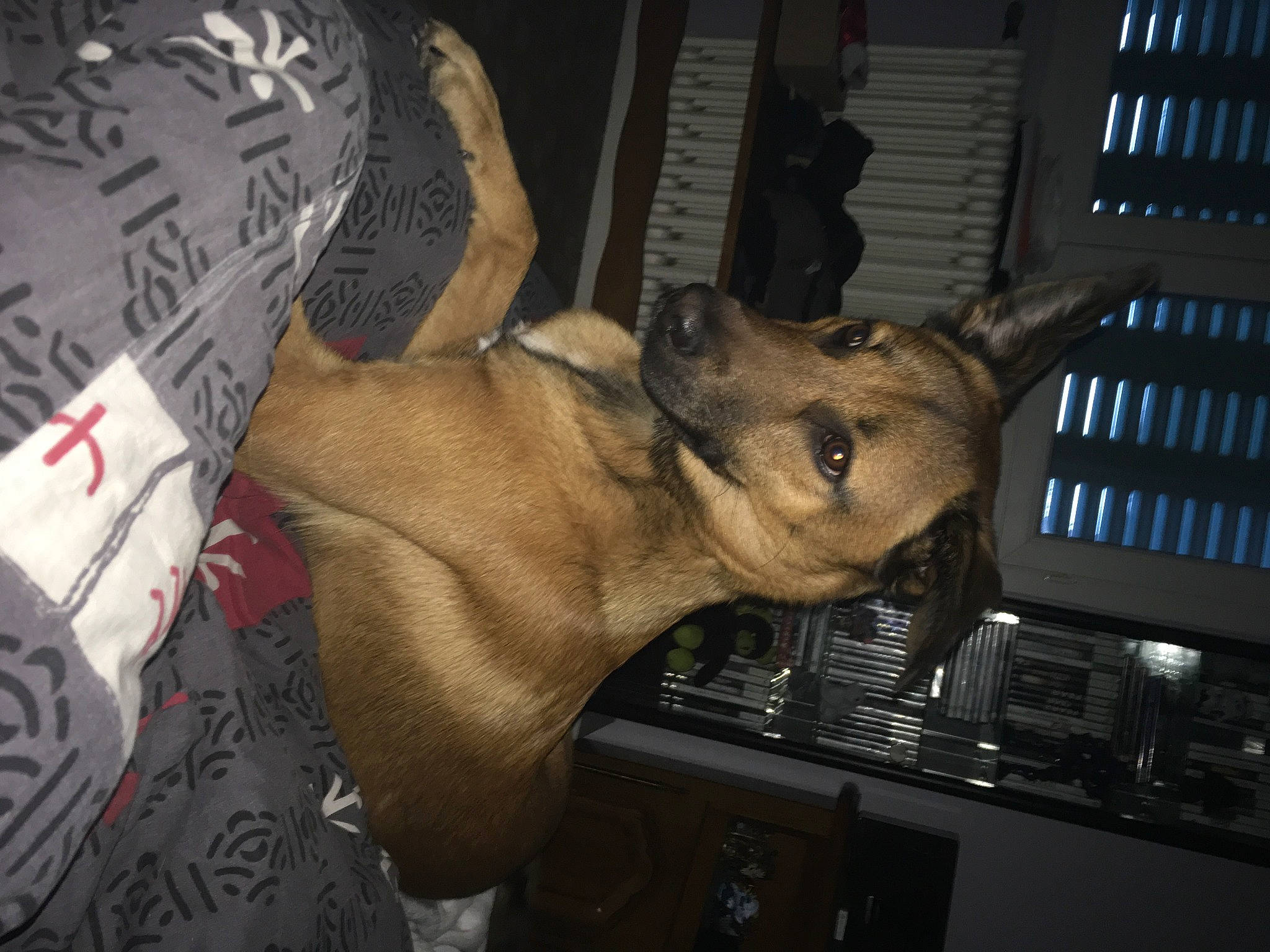 Trooper participe au concours pour gagner de l'argent avec cette photo : canidae, carnivore, darkness, dog_breed, ear, fawn, flesh, fur, gesture, jaw, night, snout, sporting_group, terrestrial_animal, whiskers, working_animal, wrinkle