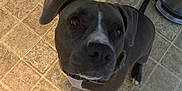 Winnie joined the competition — help win amazing prizes! dog, indoor, floor, tile, pet, canine, looking_up, brown, black, white, ears, collar, paws, shadow, trash_can, human_feet, barefoot, home, curious, companion