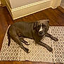 Winnie joined the competition — help win amazing prizes! dog, indoor, wooden_floor, rug, gray_dog, white_markings, pet, animal, flooring, resting, corner, wall, domestic, canine, laying_down, looking_away, quiet, home, furniture, floor_rug