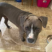 Winnie joined the competition — help win amazing prizes! dog, pet, indoor, floor, mat, tile_floor, gray_dog, white_marking, curious, kitchen, chair, water_jug, storage_bin, food_bowl, domestic, animal, standing, looking_up, blurry_face, household