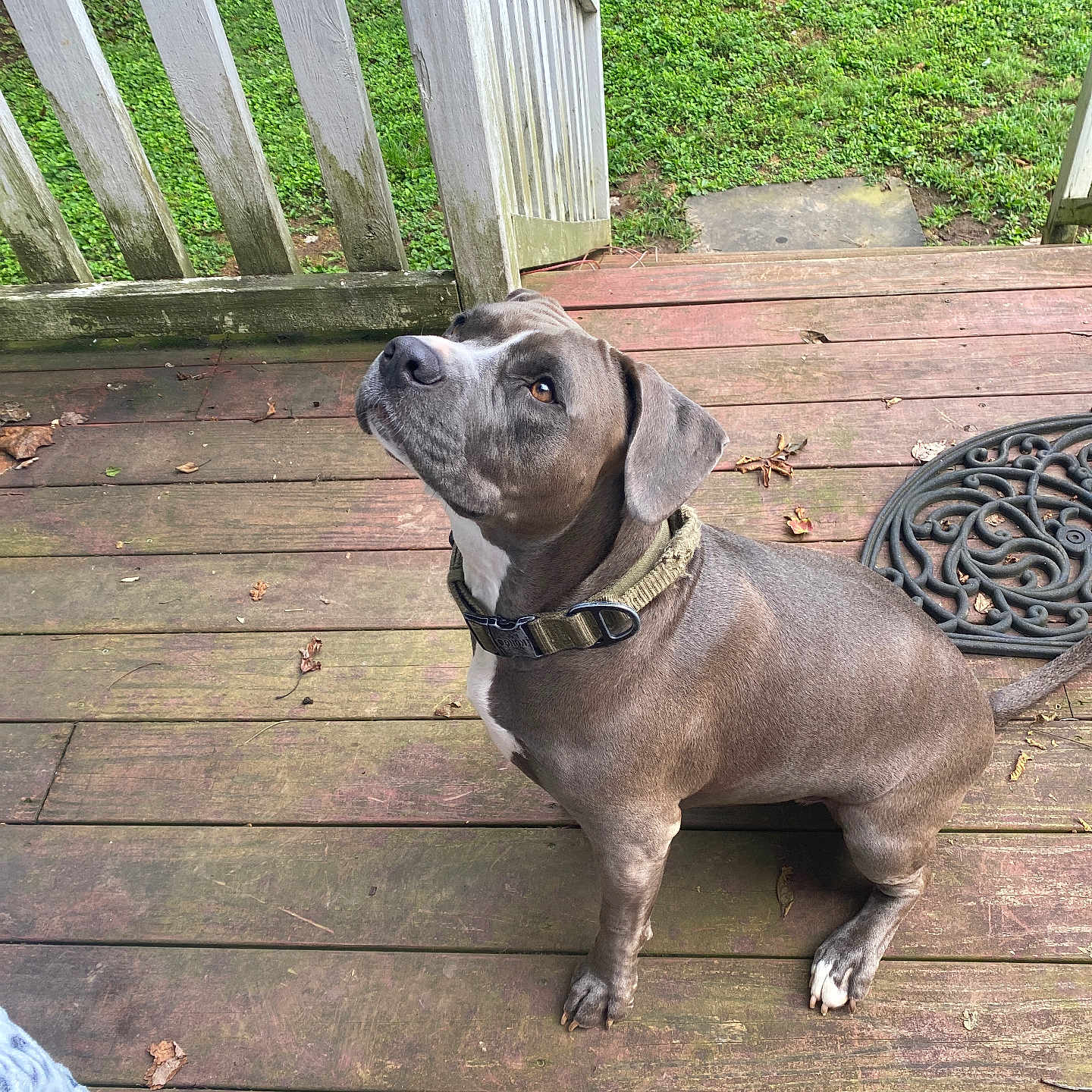 Winnie joined the competition — help win amazing prizes! animal, brown_nose, canine, collar, daylight, dog, domestic_animal, friendly, grass, gray_dog, looking_up, mammal, nature, outdoor, pet, railing, sitting, waiting, white_chest, wooden_porch