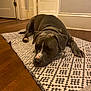 Winnie joined the competition — help win amazing prizes! dog, animal, pet, indoor, floor, rug, brown, collar, resting, wooden_floor, door, quiet, calm, house, domestic, mammal, companion, laying, fur, relaxed