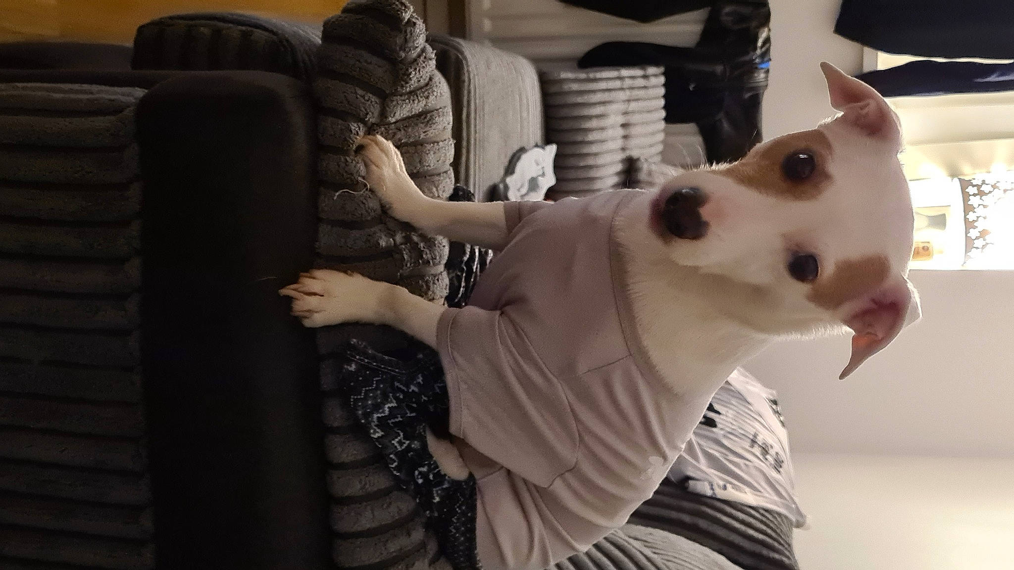 Busta is registered to the contest to win money with this photo: armrest, automotive_tire, canidae, carnivore, collar, comfort, companion_dog, dog, dog_breed, door, fawn, felidae, fun, fur, sitting, small_to_medium_sized_cats, snout, sporting_group, street_fashion, whiskers