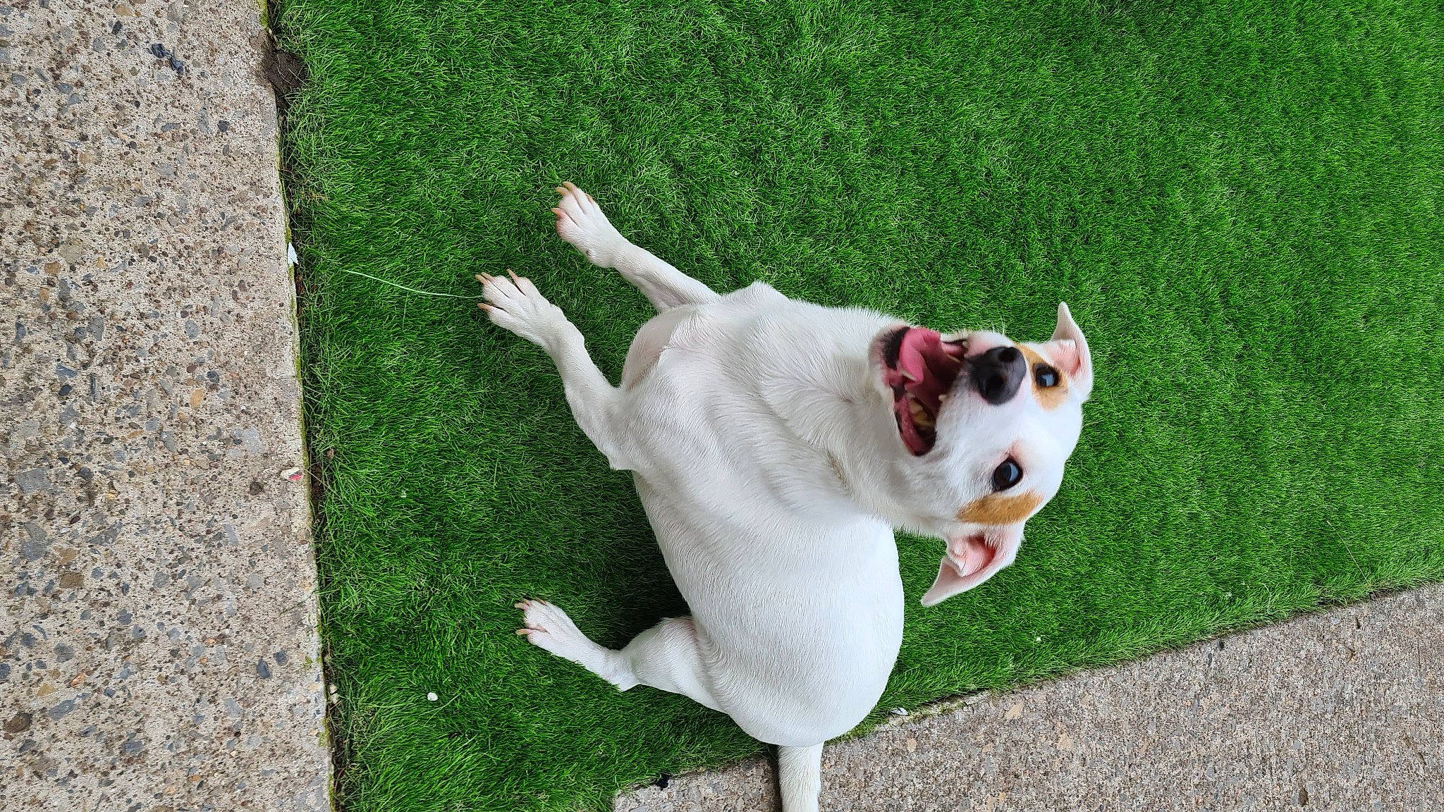 Busta is registered to the contest to win money with this photo: ball, canidae, carmine, carnivore, cat, collar, companion_dog, dog, dog_breed, fawn, felidae, fur, grass, paw, plant, small_to_medium_sized_cats, snout, sporting_group, tail, whiskers