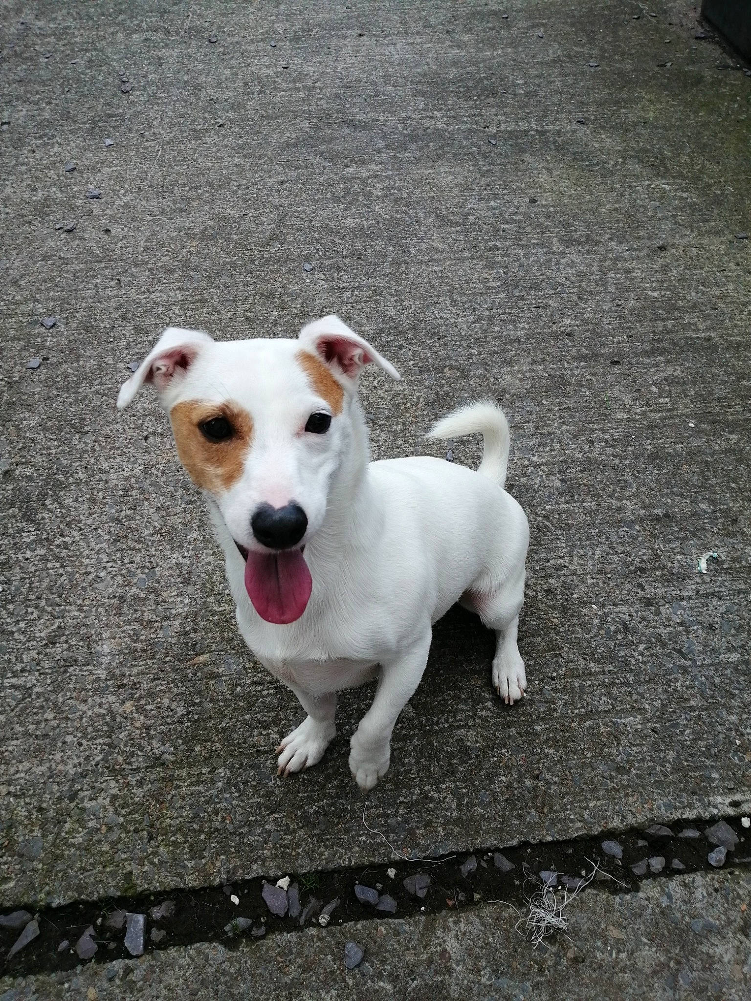 Busta is registered to the contest to win money with this photo: canidae, carnivore, collar, companion_dog, dog, dog_breed, dog_collar, dogo_guatemalteco, fawn, paw, pet_supply, road_surface, sidewalk, snout, sporting_group, street_dog, tail, terrier, whiskers, working_animal