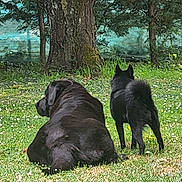 Jinja a rejoint le concours — aidez-le/la à gagner de superbes lots ! animal, backyard, black_dog, canine, companions, daylight, dog, fence, grass, greenery, nature, outdoor, peaceful, pet, resting, standing, summer, tree, two_dogs, yard