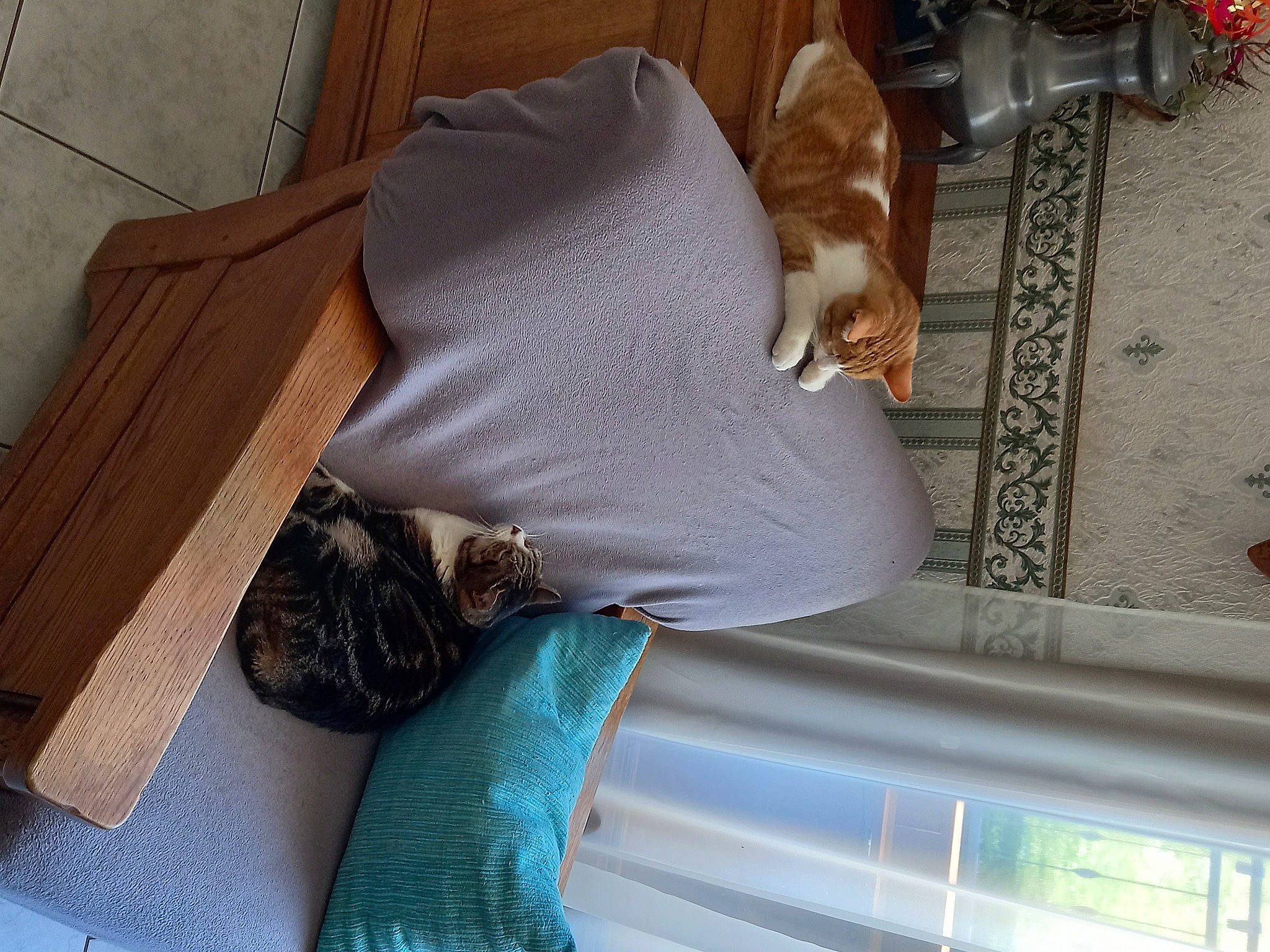 Chamallow participe au concours pour gagner de l'argent avec cette photo : brown, carnivore, cat, comfort, fawn, felidae, floor, flooring, fur, grey, hardwood, interior_design, linens, living_room, mammal, small_to_medium_sized_cats, tail, vertebrate, whiskers, wood